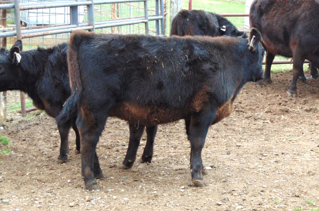 L4 Bull Calf